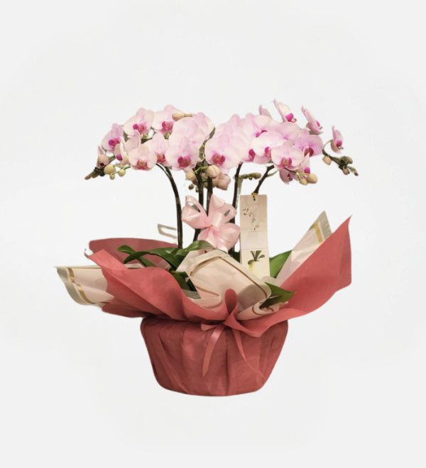 crepúsculo rosáceo